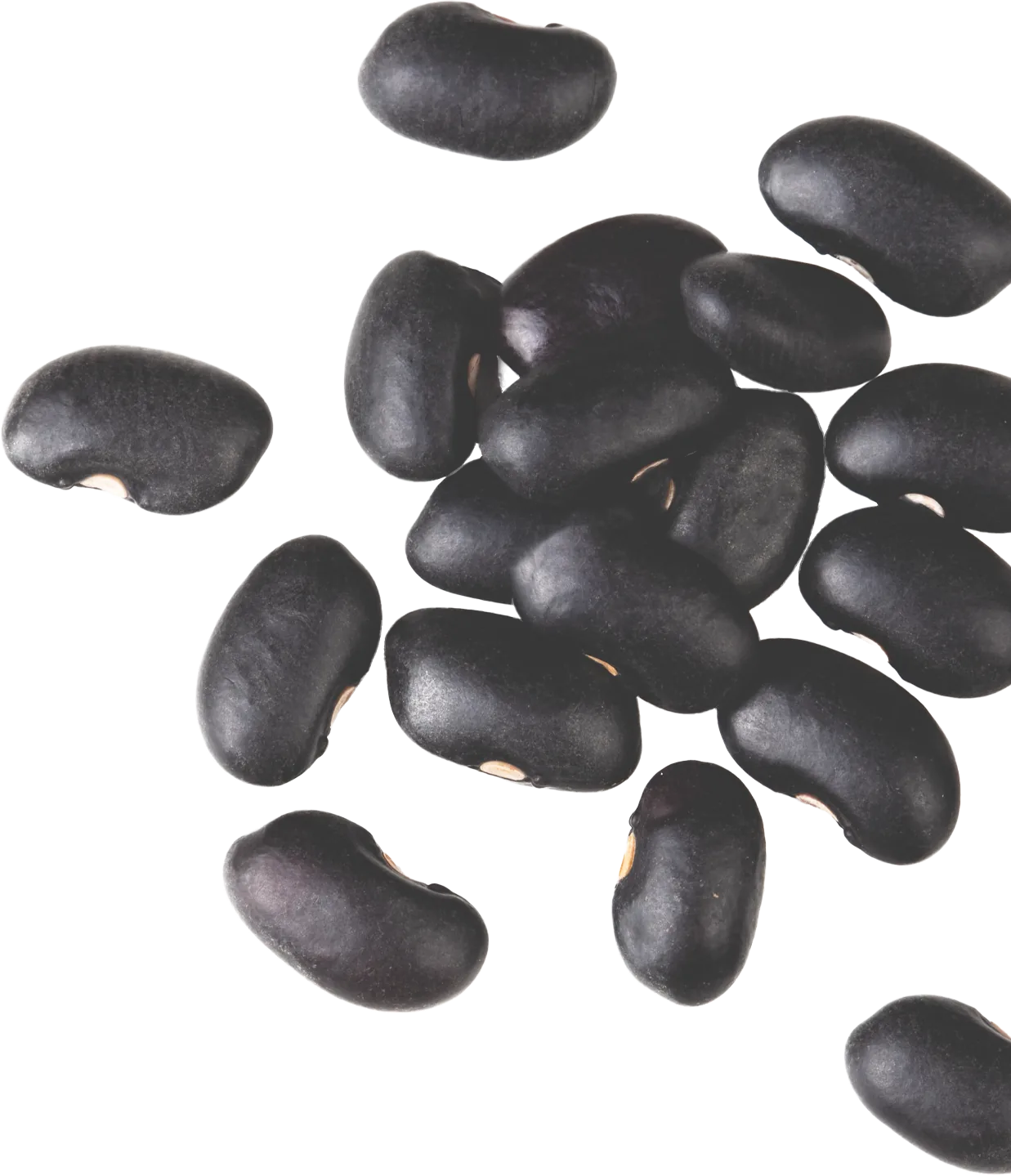 frische Schwarzbohnen